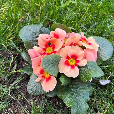 La Casa Di Ale 住宿加早餐酒店